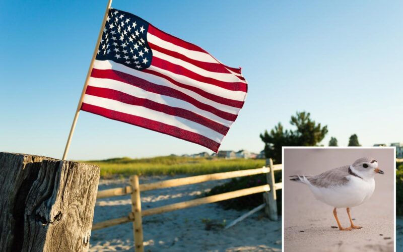 Coastal Town Warns Homeowners July 4th Flags Could Harm Birds