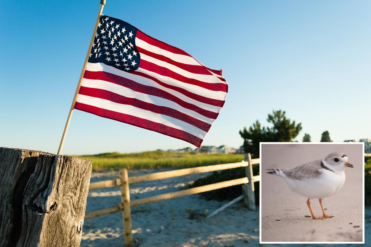 Coastal Town Warns Homeowners July 4th Flags Could Harm Birds