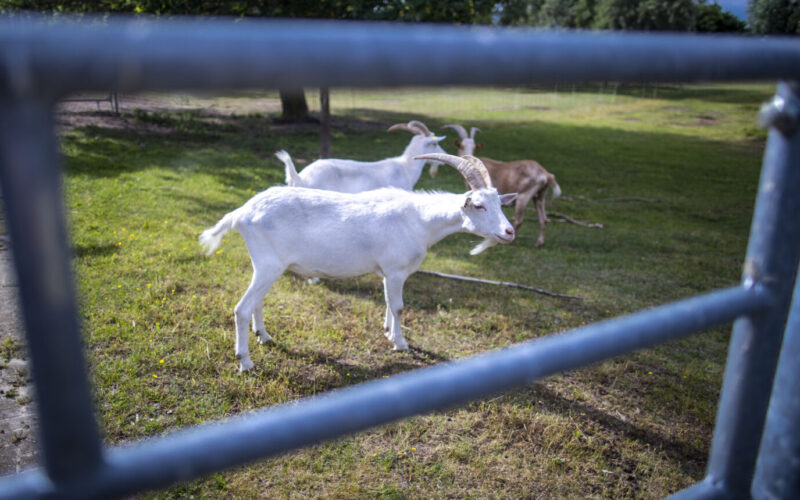 Arab-looking youths torture animals and attack witnesses with baton in Austria
