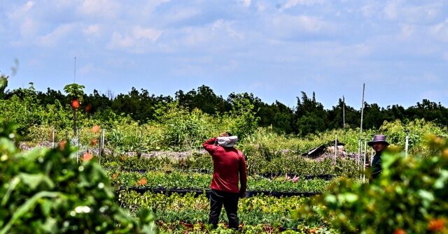 GOP Agriculture Chair Eyes Expansion of Foreign Farm Worker Visas