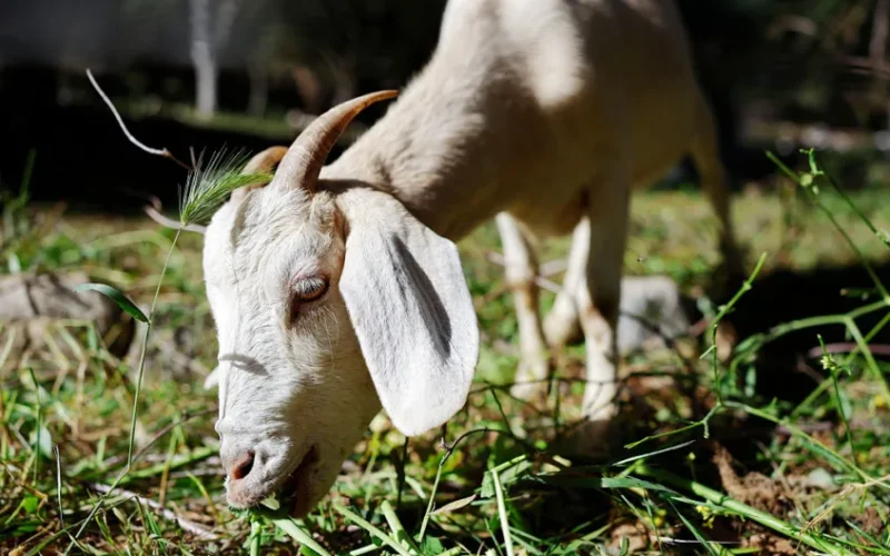 Afghan migrant convicted in France for animal sex abuse