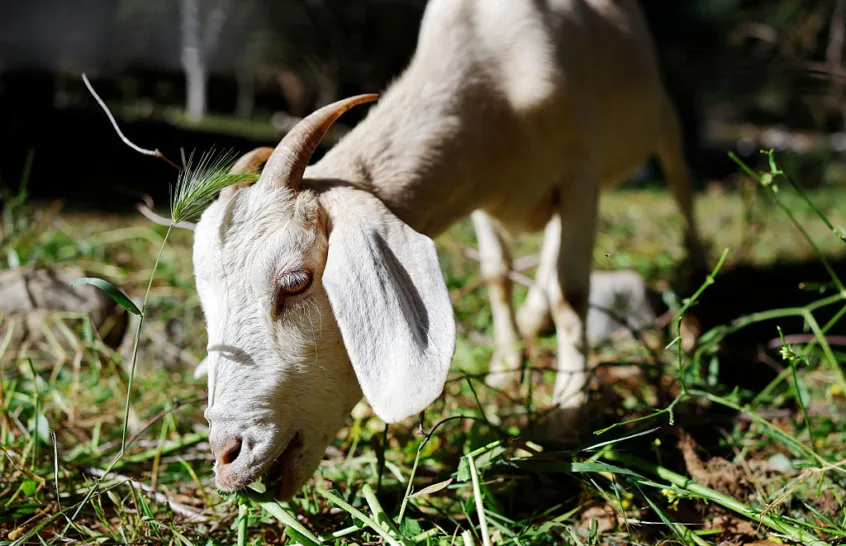 Afghan migrant convicted in France for animal sex abuse