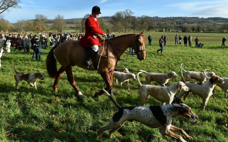 Labour Faces Probe Over £1M Donation for Fox Hunting Ban