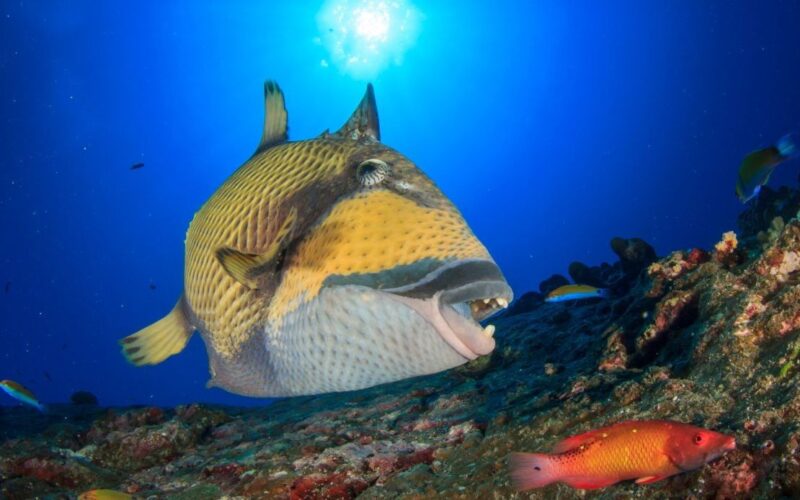 Mediterranean Sea: Triggerfish attacks join pufferfish woes