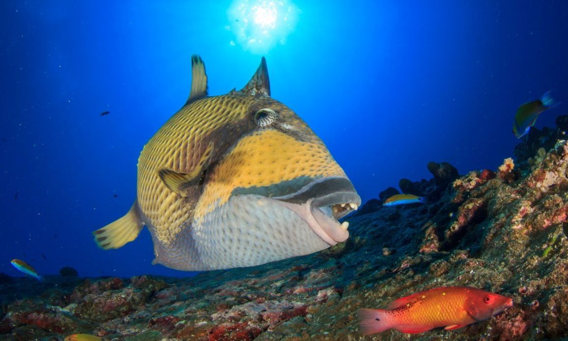 Mediterranean Sea: Triggerfish attacks join pufferfish woes