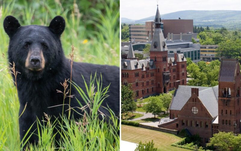 Cornell bans wild game butchering after bear carved in dorm