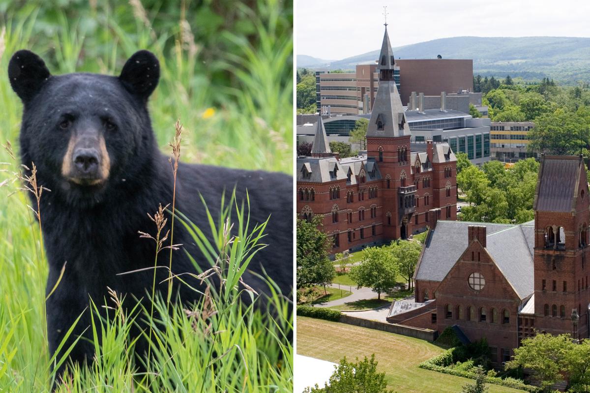 Cornell bans wild game butchering after bear carved in dorm
