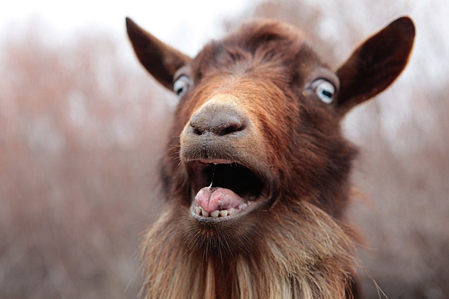 19-Year-Old Afghan Arrested in France for Multiple Goat Rape Cases